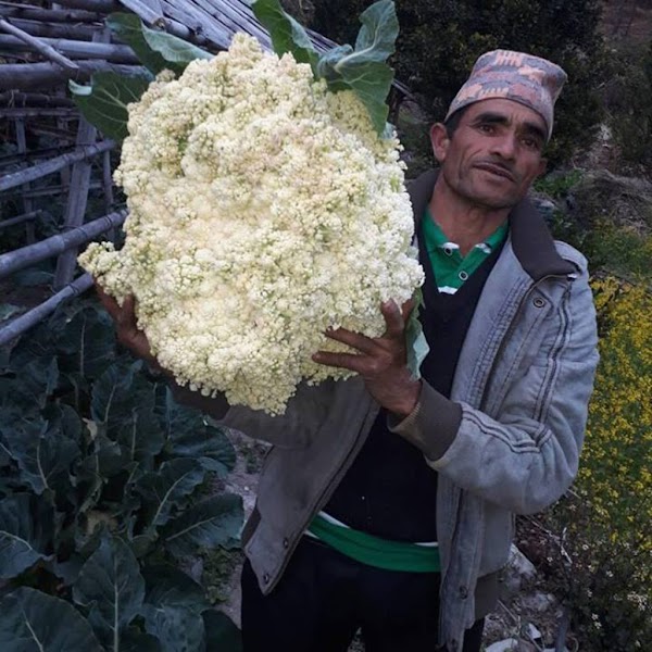 Padma Bahadur of Ghatta produced the cauliflower weighing 14.5 kg