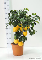 Citrus-limón-Cedro
