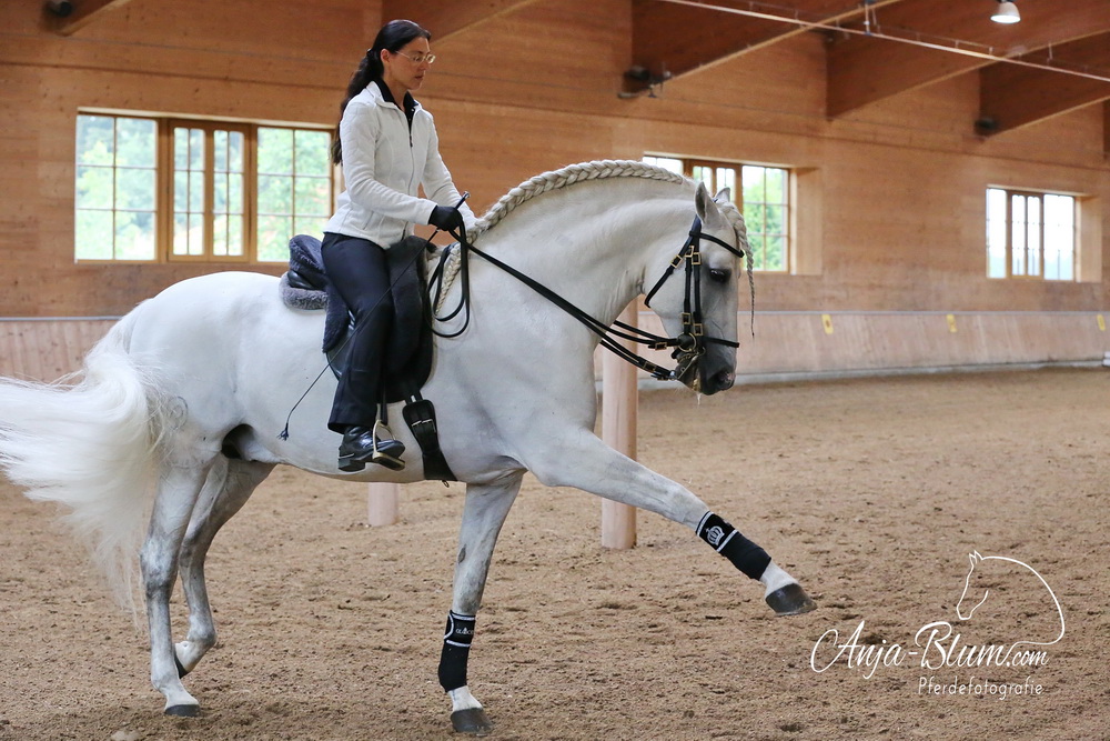 schreiben und fotografieren Klassische Reitkunst