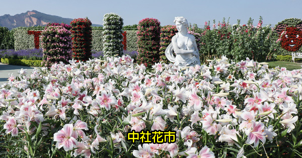 台中后里|中社觀光花市|2019百合花和數十種花海美翻天 台中后里|中社觀光花市|2019百合花和數十種花海美翻天