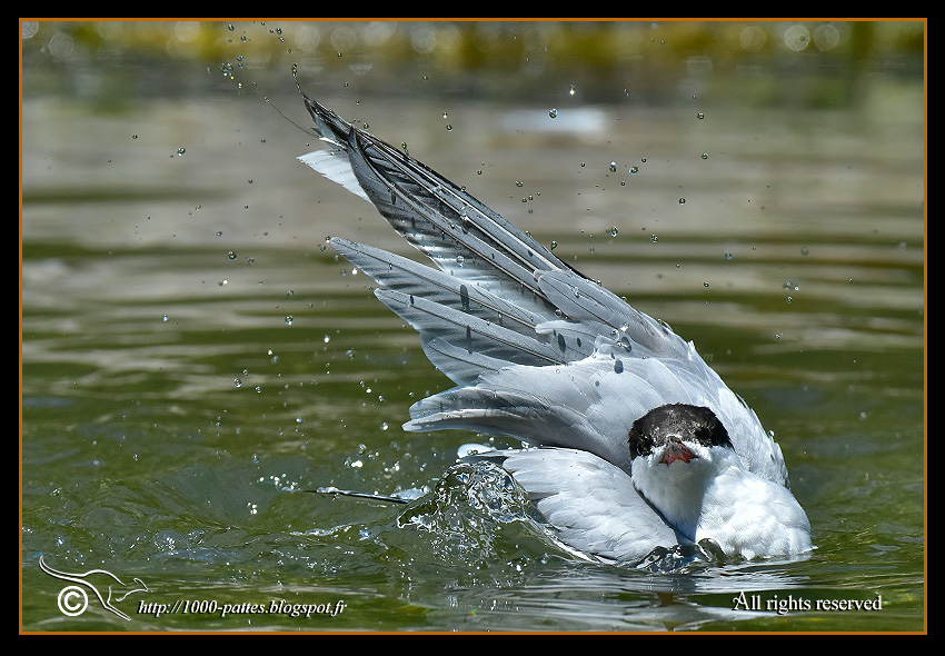 Sterna hirundo - http://1000-pattes.blogspot.com/