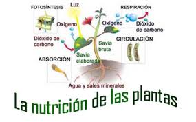 Nutrición de las plantas.-