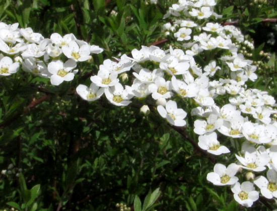 Edible Or Not Spirea Cinerea Grefsheim