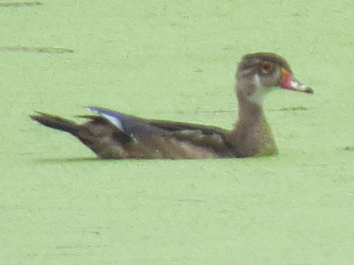 wood duck