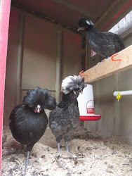 water chicken dispenser calily nipples chickens diy cooks brews micah pm posted coop