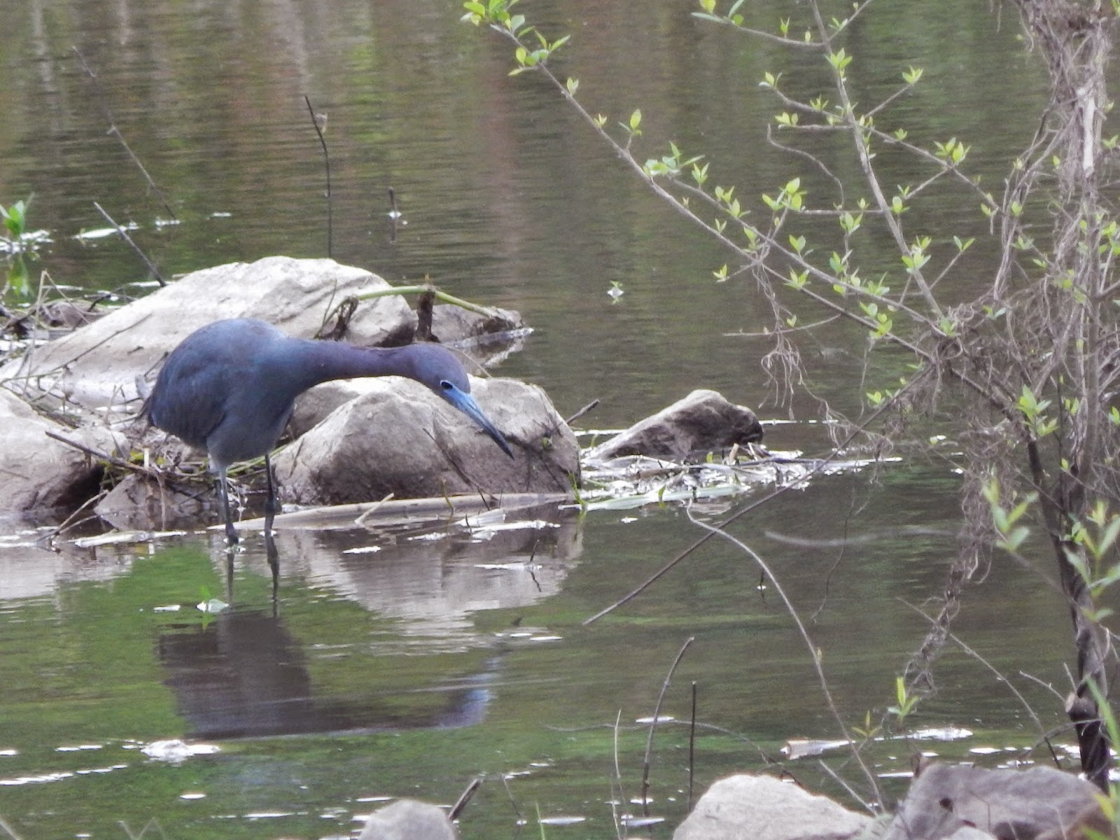 Central Louisiana Birding & Wildlife Willow Lake, Bushley Bayou, and
