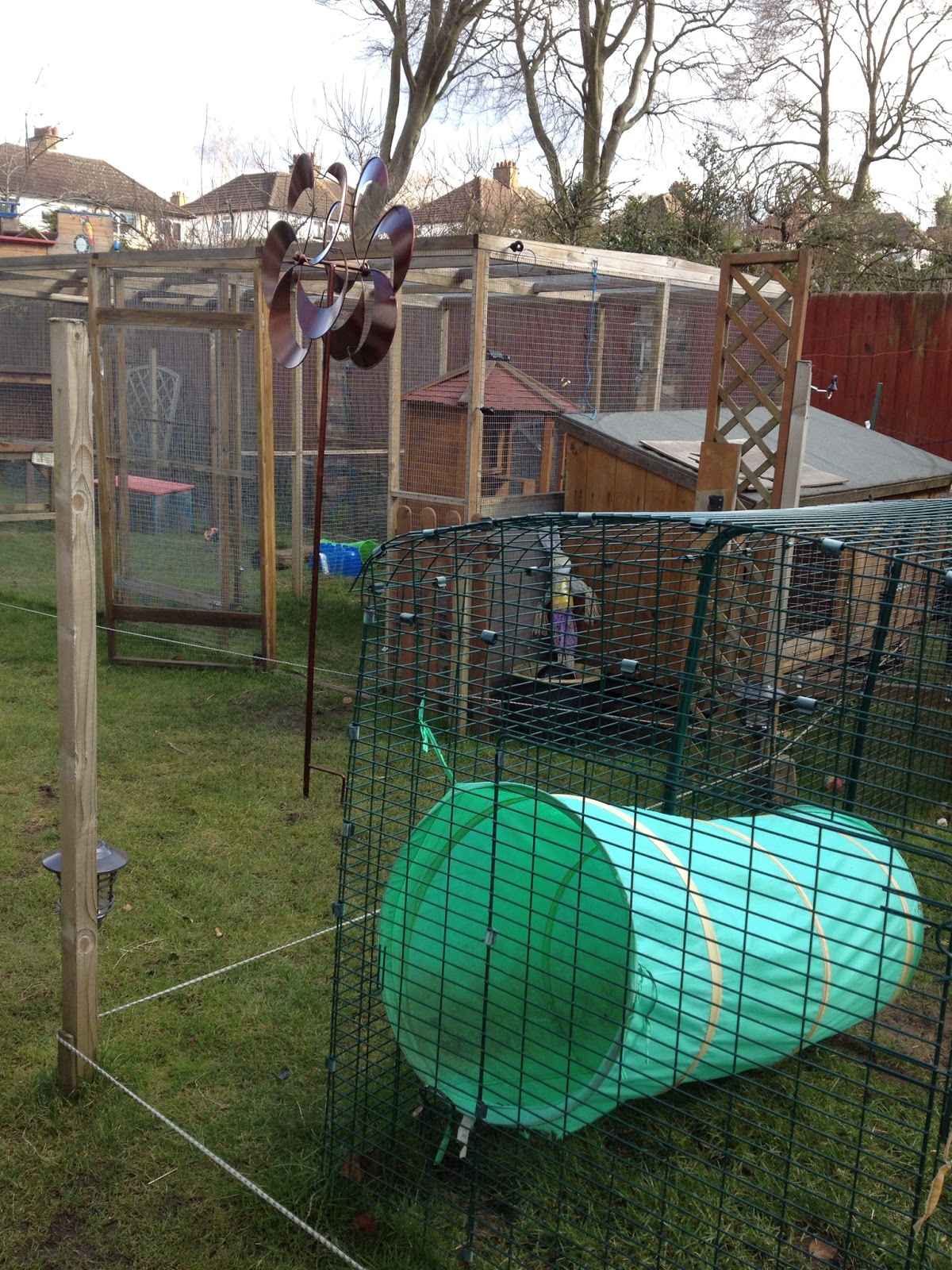 celebunnies rabbit boarding