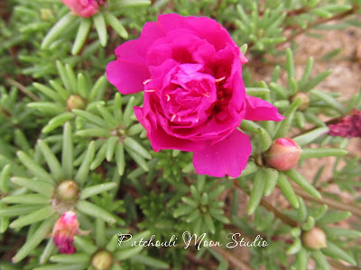 Patchouli Moon Studio~Moss Rose