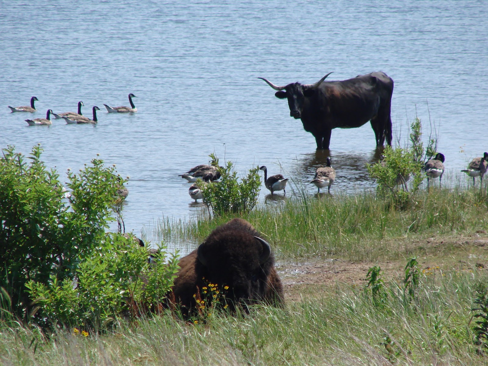 Wichita Mountains Wildlife Refuge Oklahoma Dreams