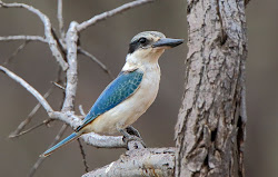 nyirripi birds kingfisher backed australia australasian pipit