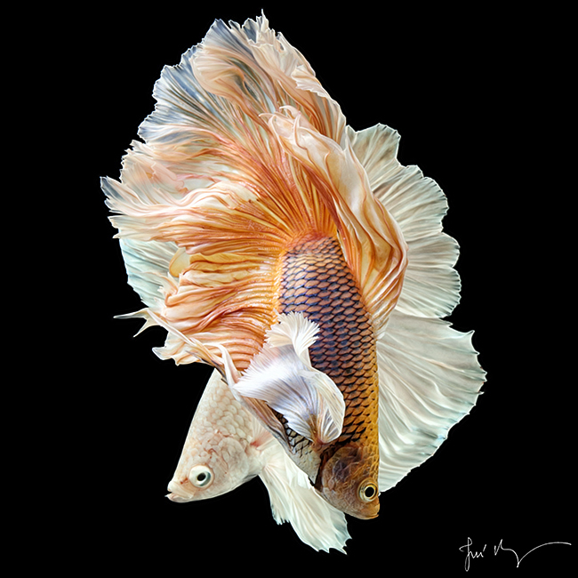 Betta Fish Wallpaper For Android - Ikan Cupang Hias Koi ...