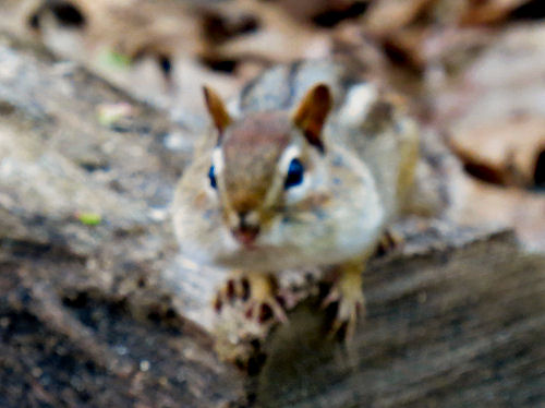 chipmunk with stuffed cheeks