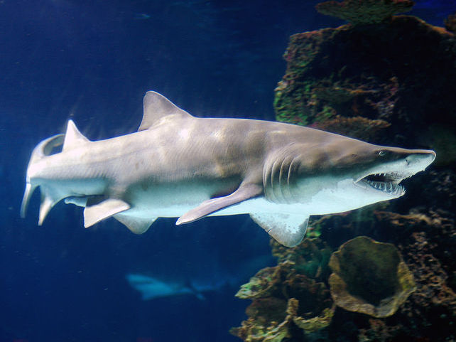 Fish Index: Sand Tiger Shark (Carcharias taurus)
