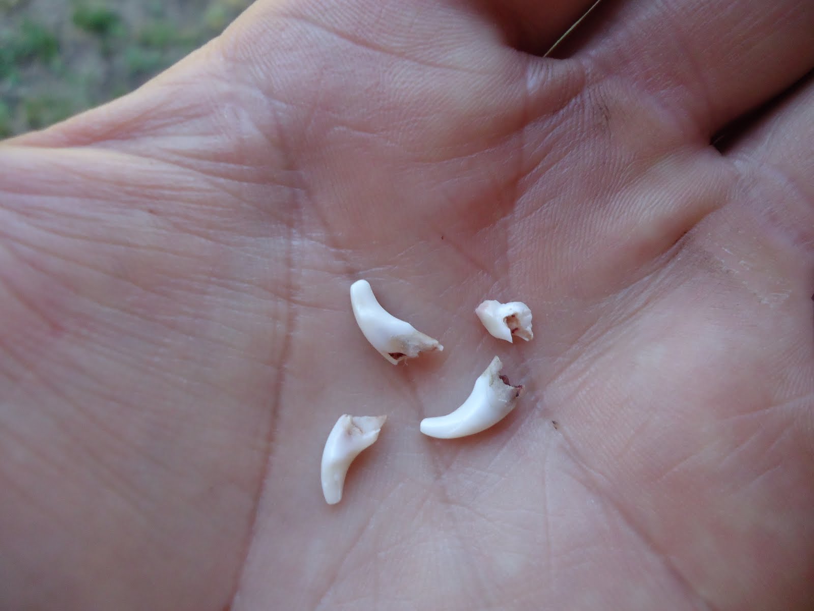 Are these puppy teeth!?!?!
