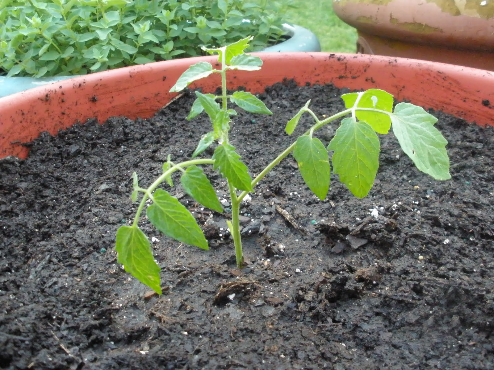 Casa Mariposa Weed Weed Tomato?