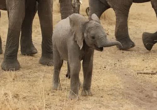 41 Koleksi Gambar Binatang Telinga Gajah Gratis