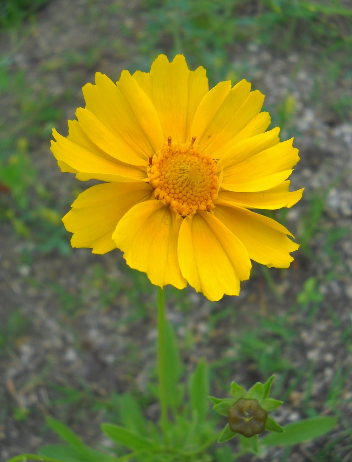 White Rock Lake, Dallas, Texas: Absolutely Awesome Wildflowers Continue