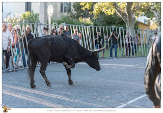Corsa camarghese toro pronto a caricare