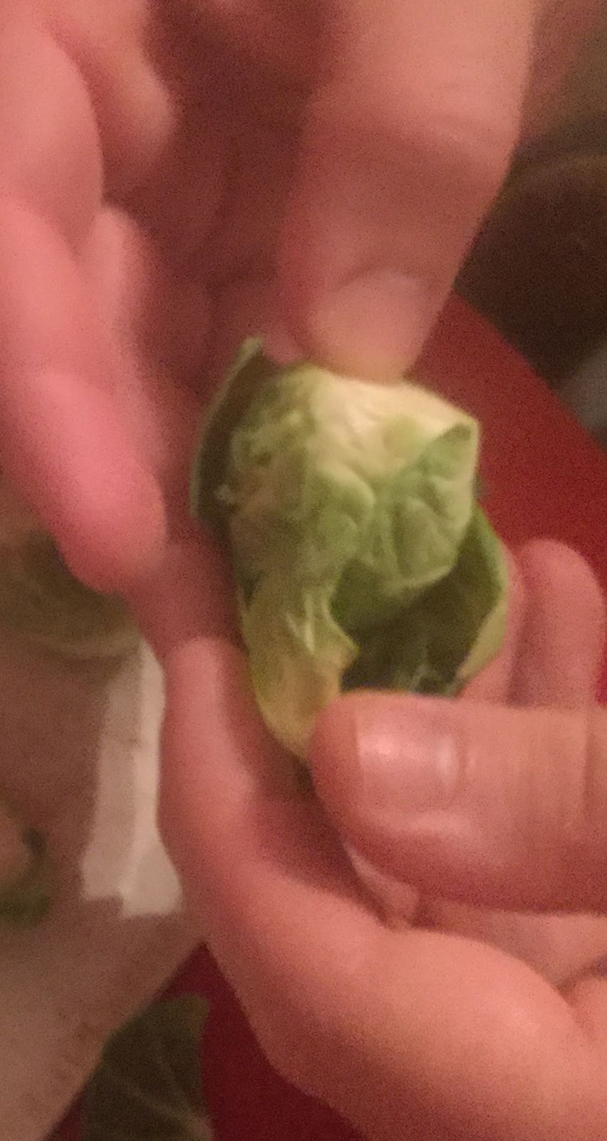 Countrified Hicks Dehydrating Brussels Sprouts and Making Chips