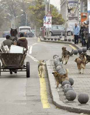 359-бездомни кучета са били заловени само за периода от 1 до 18 май в София