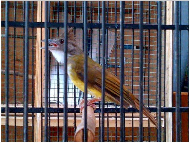 Cara membedakan cucak jenggot jantan dan betina Burung