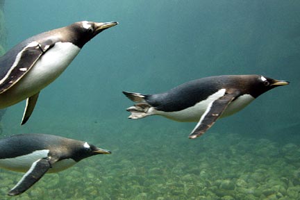 Gentoo Penguin | Animal Wildlife