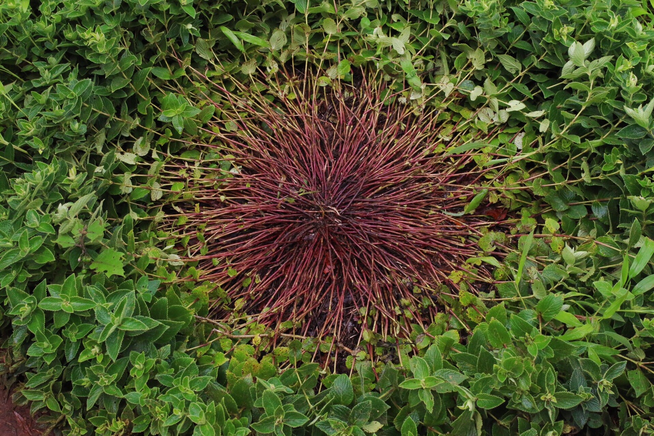 Topli Karvi the bride which blooms every seven years!