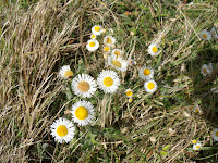 Flores silvestres Flores silvestres
