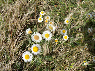 Flores silvestres Flores silvestres