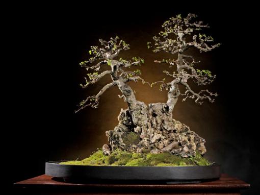 Kebun Bonsai Selorejo: Aneka Bonsai Serut Indah