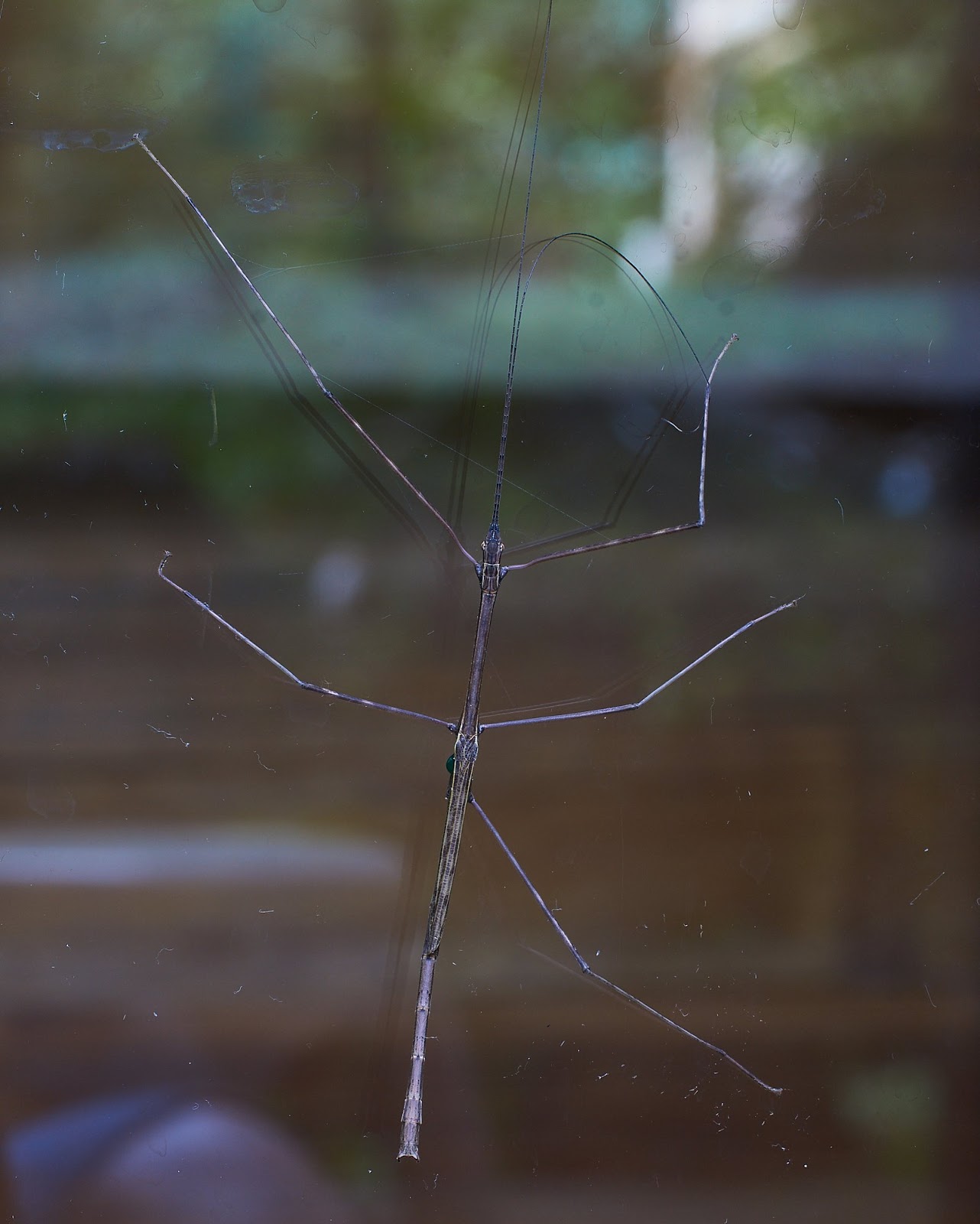 Stick Gug ~ twelve shot stack in Fiji