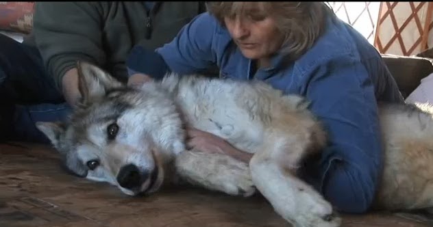 White Wolf : Energy Healing Wolf (Video)