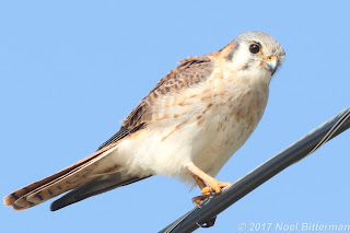 American Kestrel