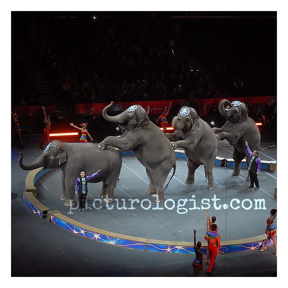 Circus elephants | #RinglingInsider @MryJhnsn