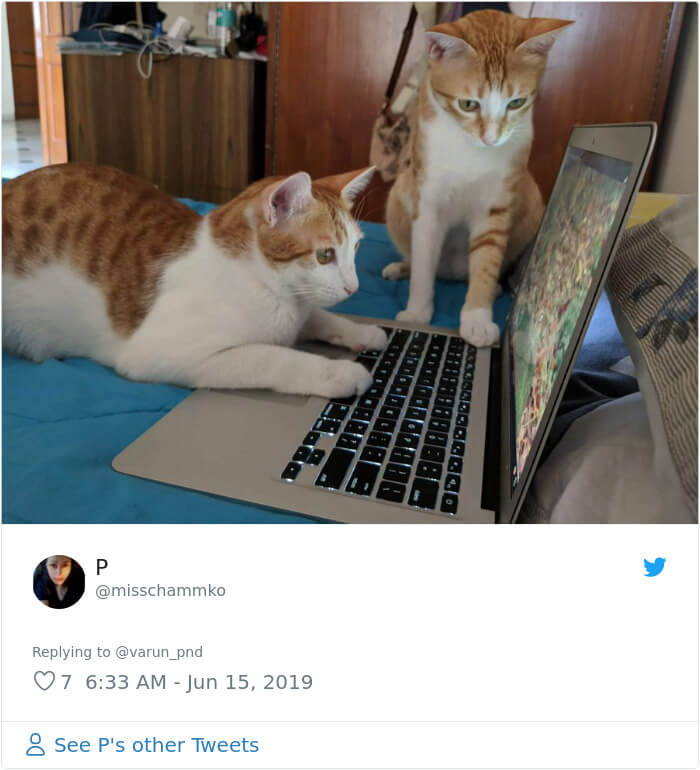 Pakistani Government Officials Forgot To Turn Off The Cat Filter During Facebook Live Pakistani Government Officials Forgot To Turn Off The Cat Filter During Facebook Live