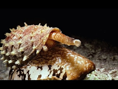 UM DOS ANIMAIS MAIS VENENOSOS DO MUNDO