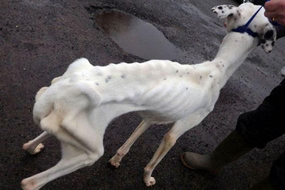 puppy alive photo is this the skinniest alive puppy alive photo is this the skinniest alive