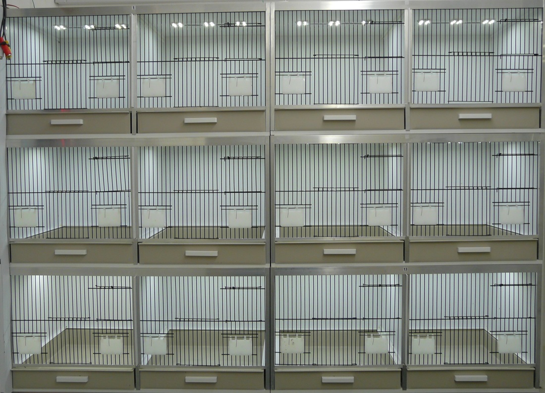 Greek Yorkshire Canaries LED Lighting for our cages and aviaries