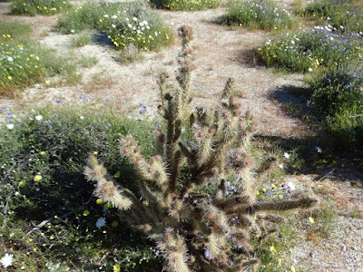 Anza Borrego Desert Bloom