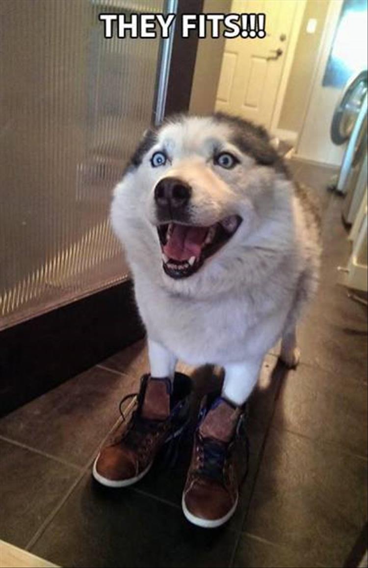 30 Funny animal captions part 48 (30 pics) Amazing