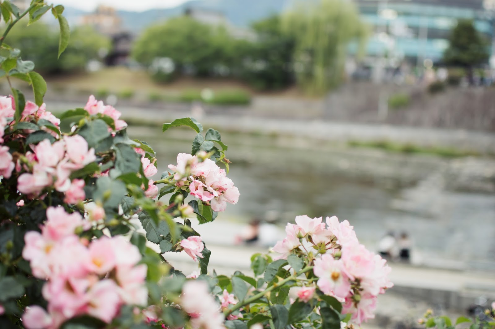 kyoto japan flowers river sanjo