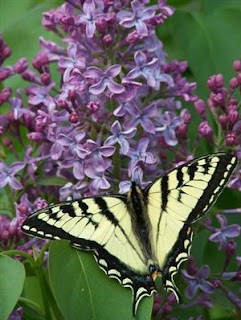 lavender lilacs with yellow butterfly