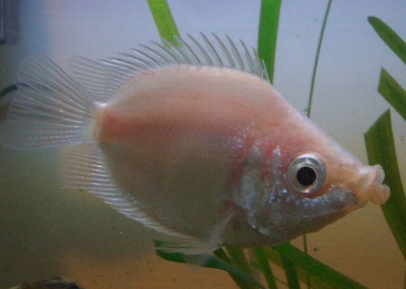 Nature Lover: Kissing Gourami