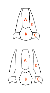 The parts of the nose.