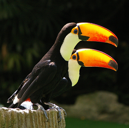 Top Rated Places to Visit in Singapore | Jurong Bird Park, Singapore Top Rated Places to Visit in Singapore | Jurong Bird Park, Singapore