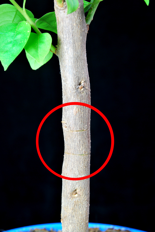 Air Layering Bougainvillea Bonsai Cutting (2) Progression Series