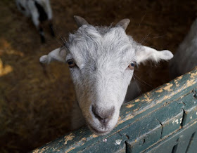Naturgenuss pur: Der Tierpark Arche Warder. Viele seltene Schaf- und Ziegenarten leben in der Arche Warder, auch der Tier-Nachwuchs.