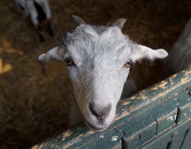 Naturgenuss pur: Der Tierpark Arche Warder. Viele seltene Schaf- und Ziegenarten leben in der Arche Warder, auch der Tier-Nachwuchs. Naturgenuss pur: Der Tierpark Arche Warder. Viele seltene Schaf- und Ziegenarten leben in der Arche Warder, auch der Tier-Nachwuchs.