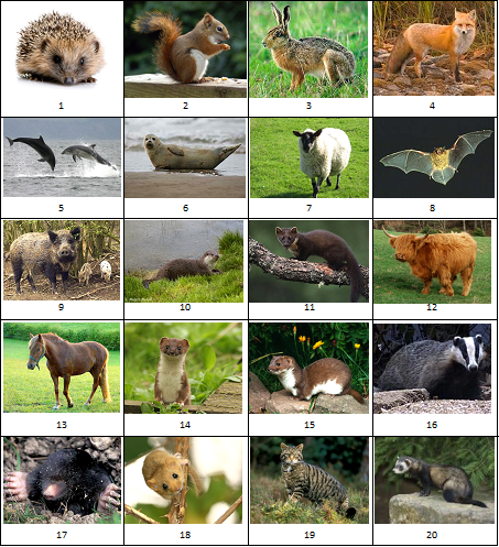 Year One: Mammals