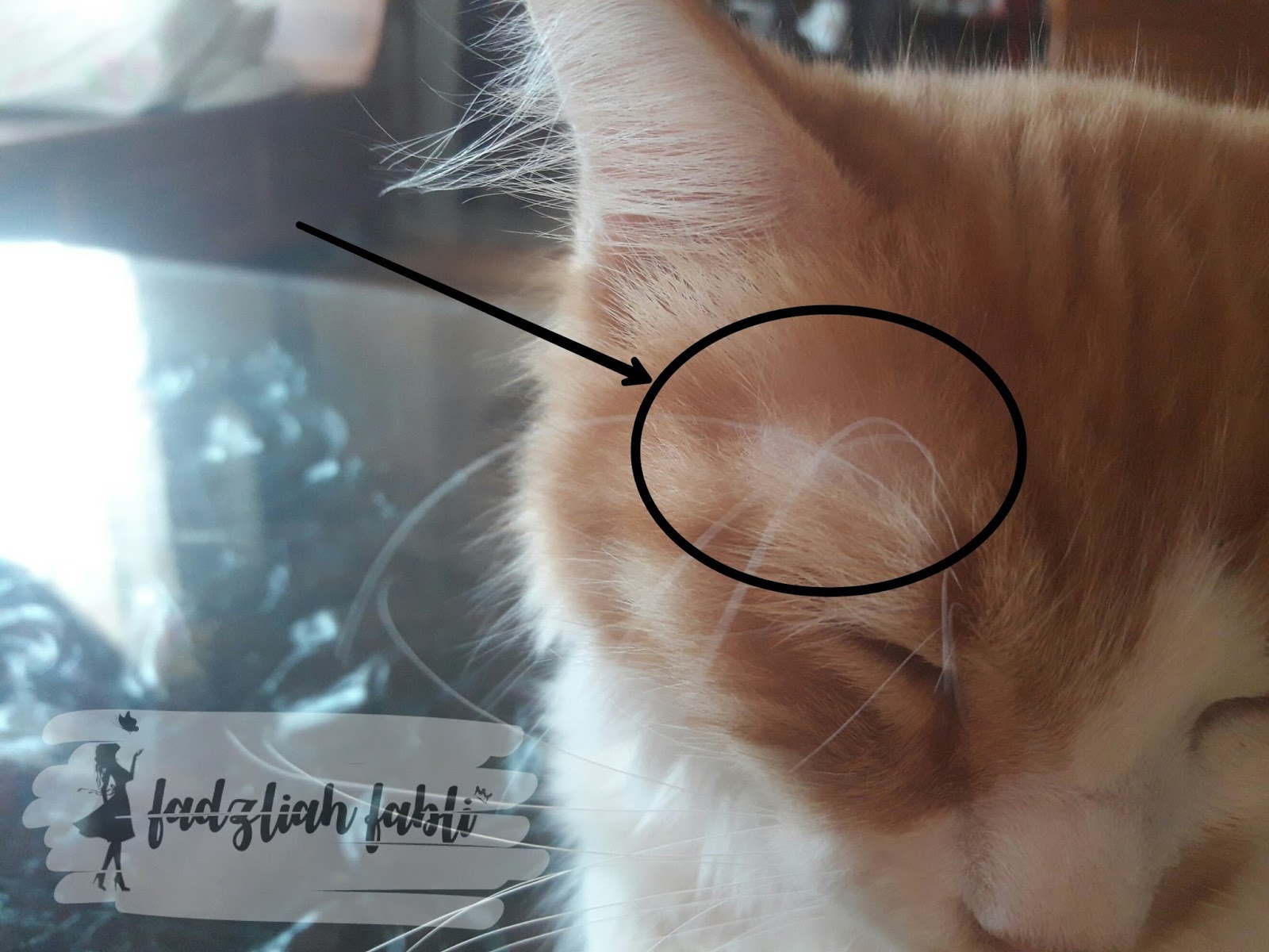 Fadzliah Fabli Cat Tips Fungus Kucing
